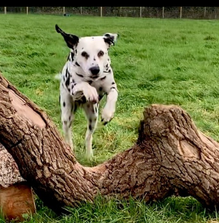 Perfect spot dog field scheduling and booking website